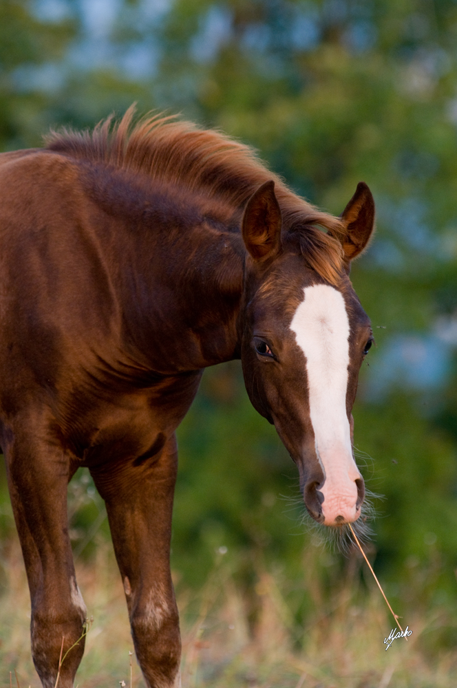 American quarter horse