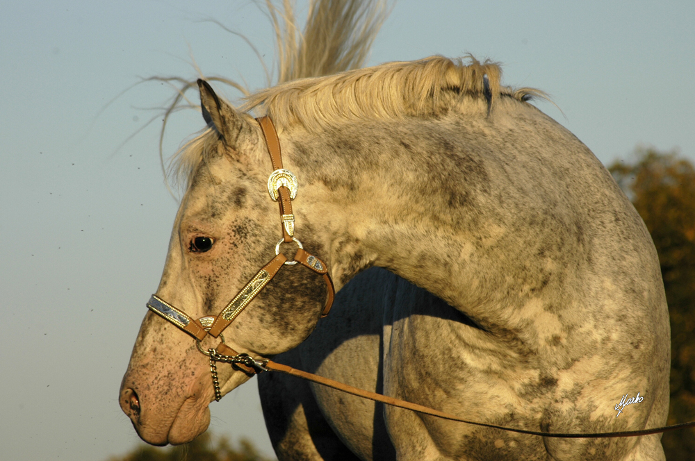 Appaloosa