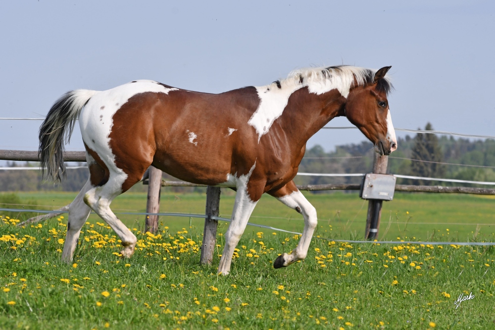 American Paint Horse