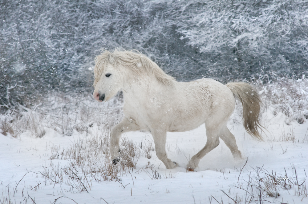 welsh mountain pony