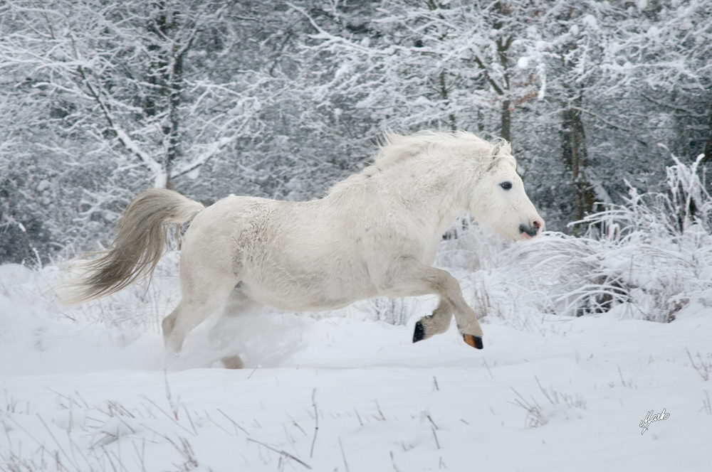 welsh mountain pony