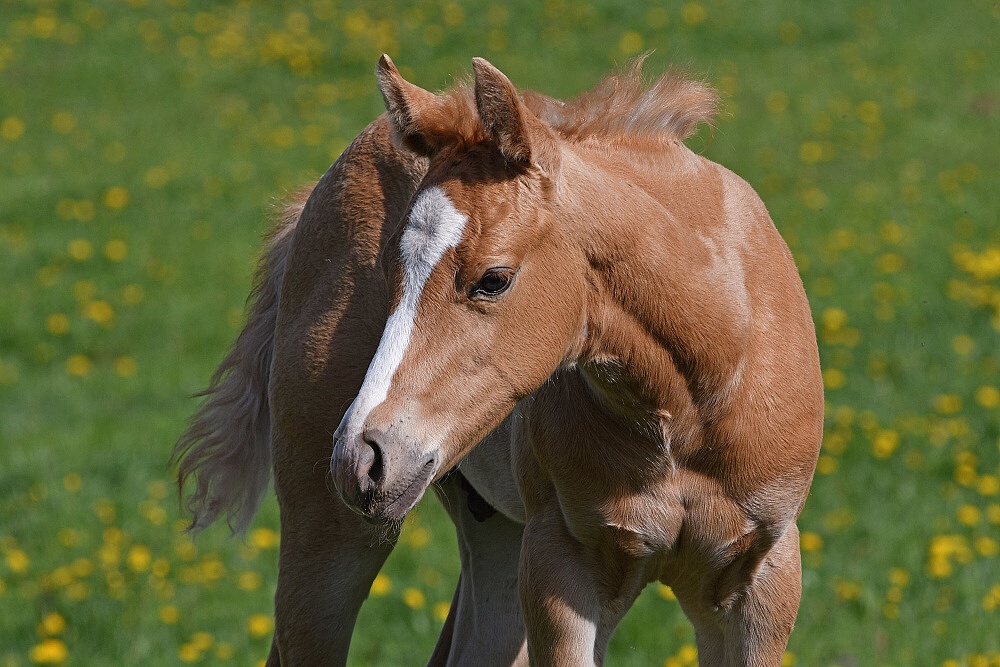 American Quarter Horse