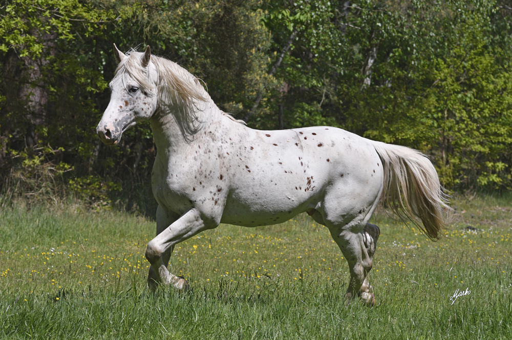 Appaloosa