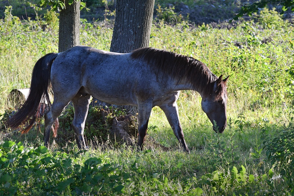 American Quarter Horse