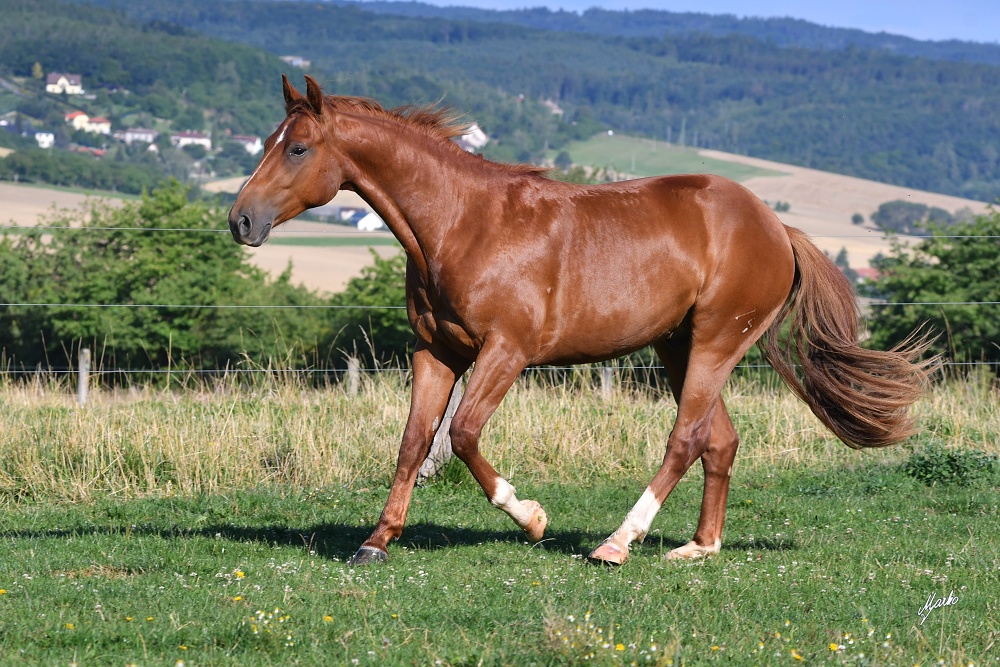 American Quarter Horse