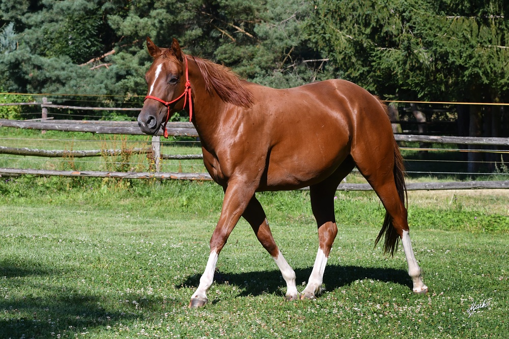 American Quarter Horse