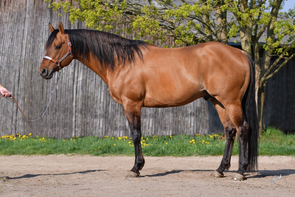 American quarter horse