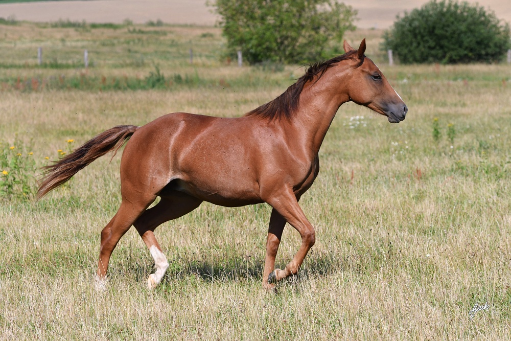 American Quarter Horse