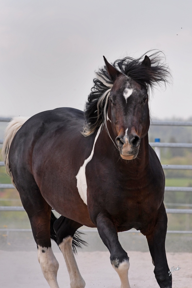 American Paint Horse