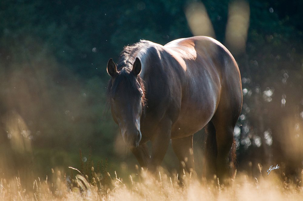 American quarter horse