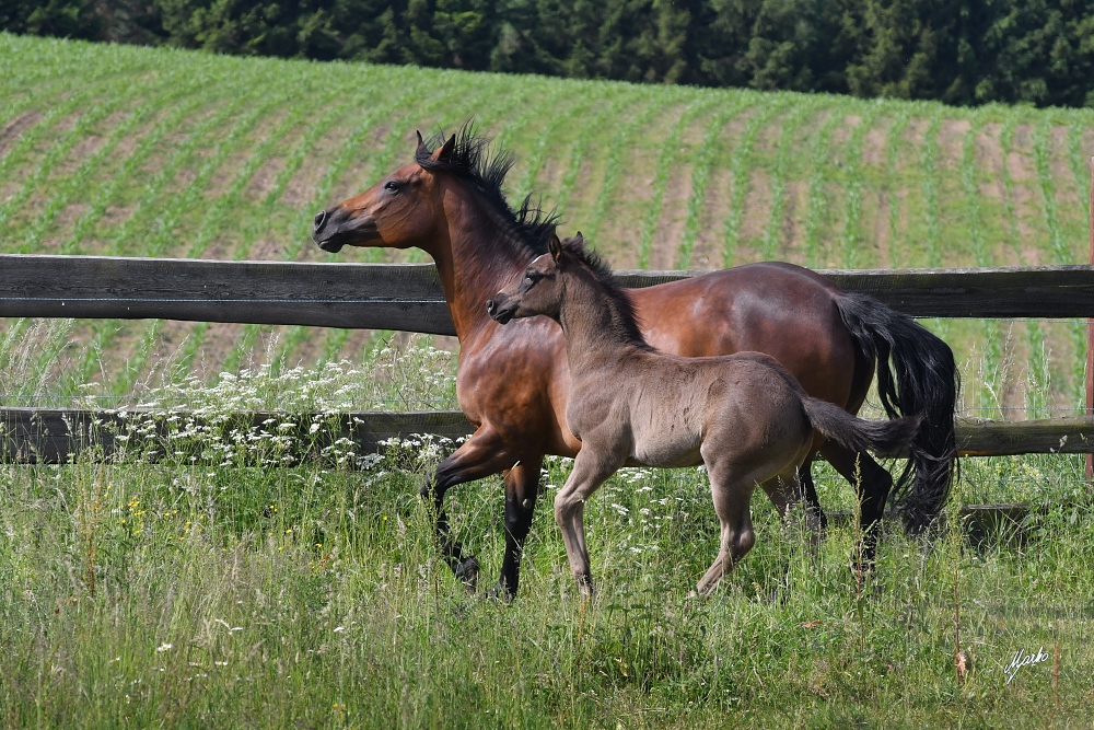 American Quarter Horse