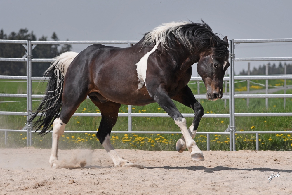 American Paint Horse