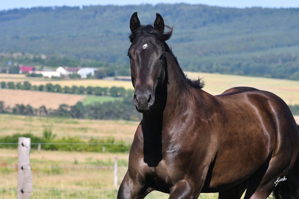 American Quarter Horse