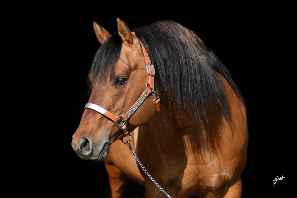 American quarter horse