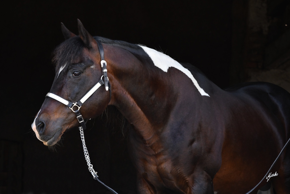 American Paint Horse