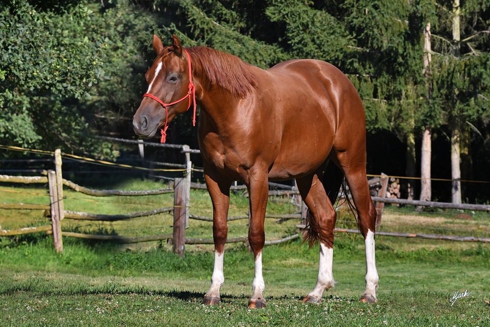 American Quarter Horse