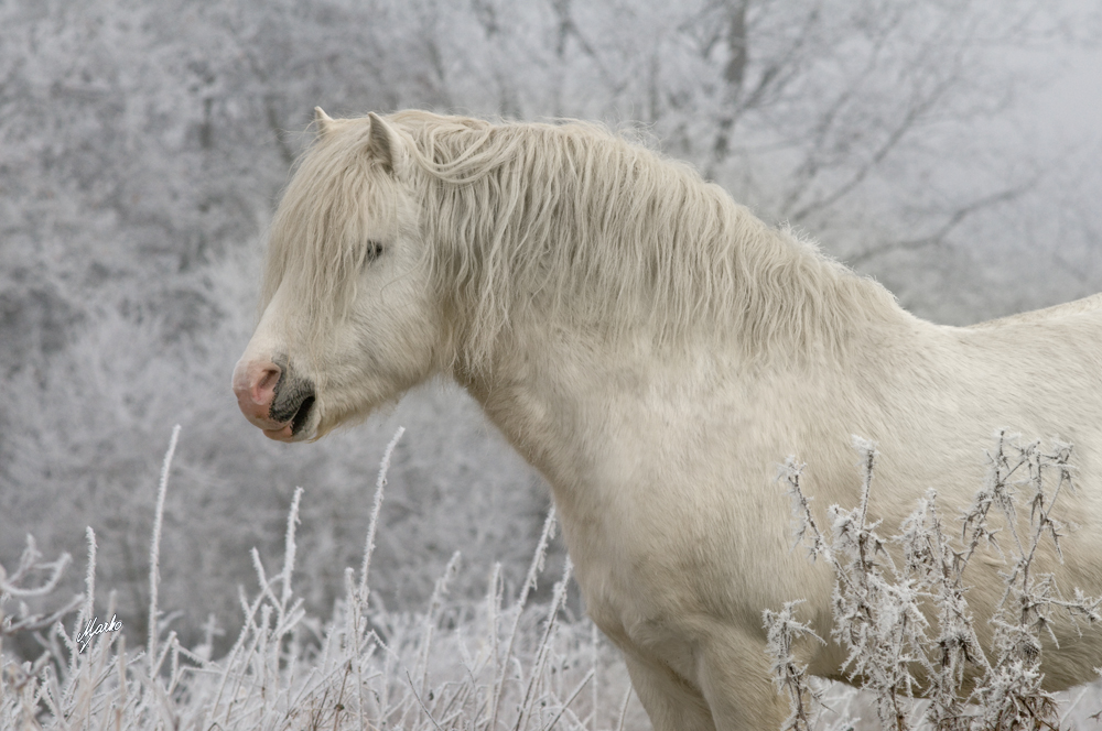 Welsh mountain pony