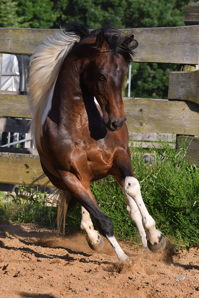 American Paint Horse