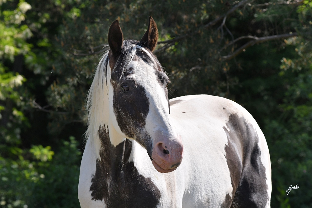 American Paint Horse