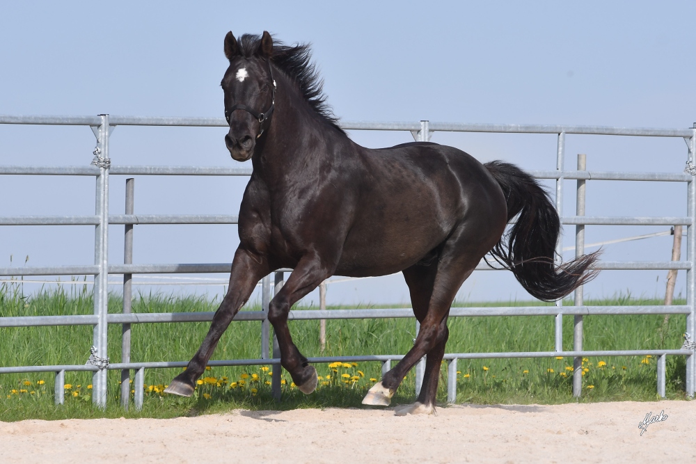 American Quarter Horse