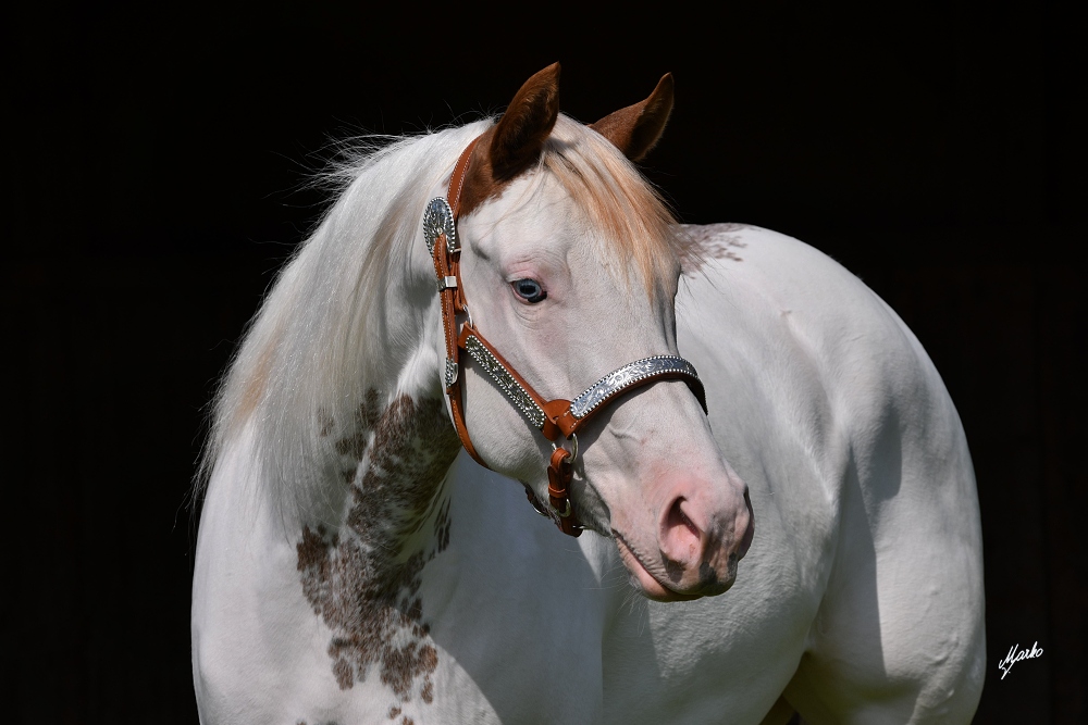 American Paint Horse