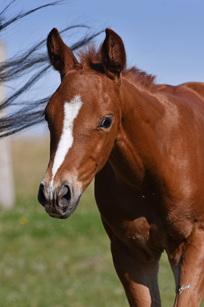 American Quarter Horse