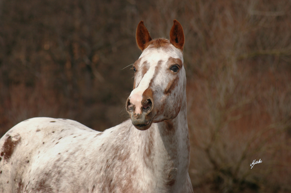 Appaloosa