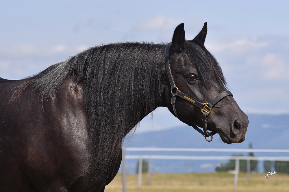 Fell pony