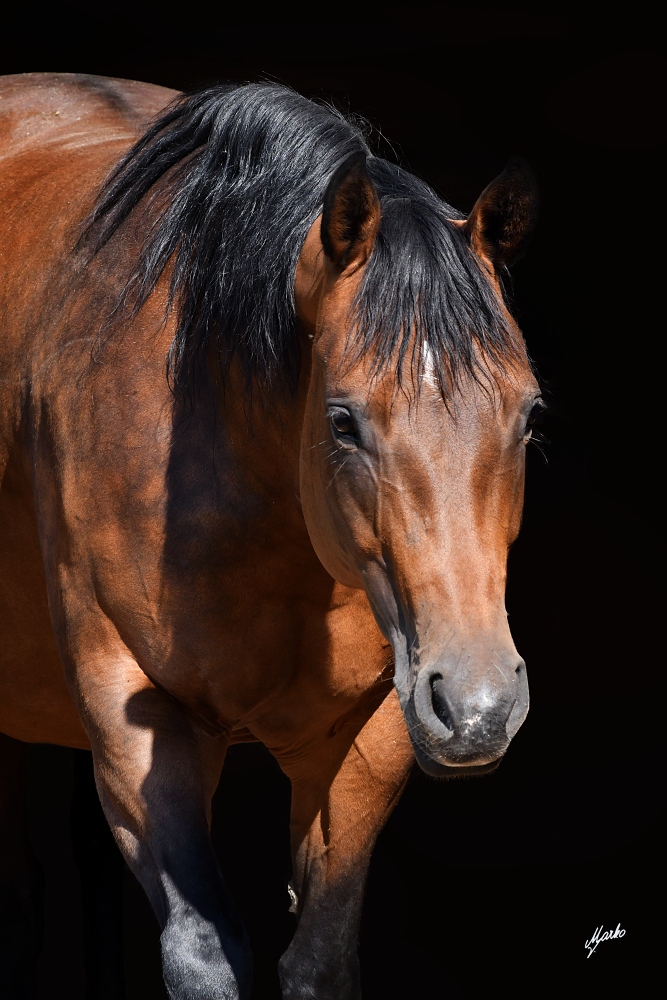 American Quarter Horse