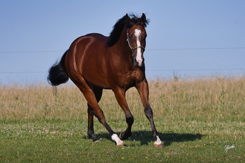 American Quarter Horse