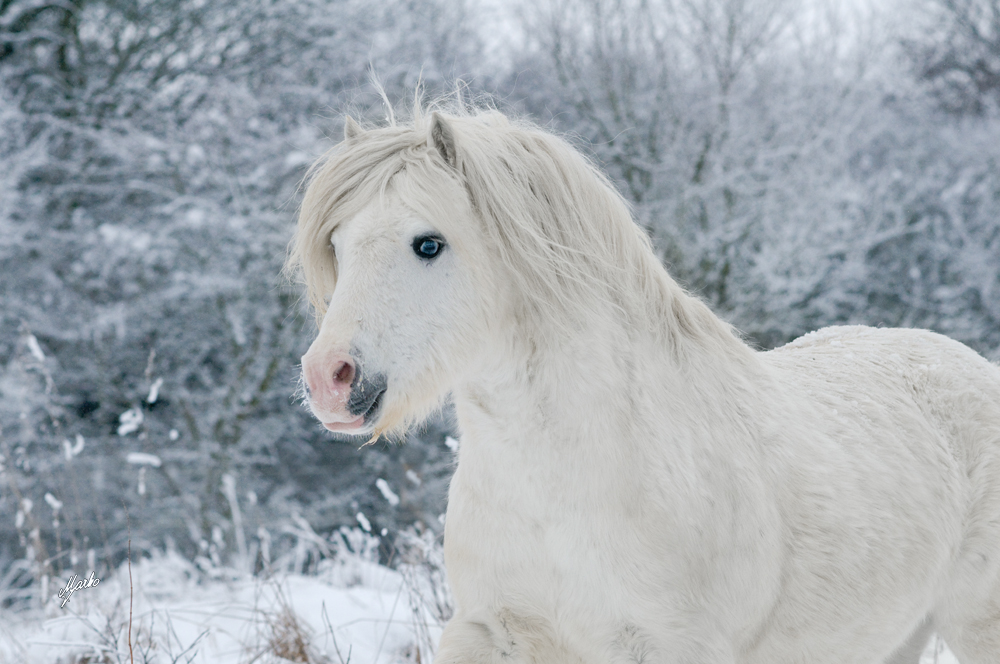 welsh mountain pony