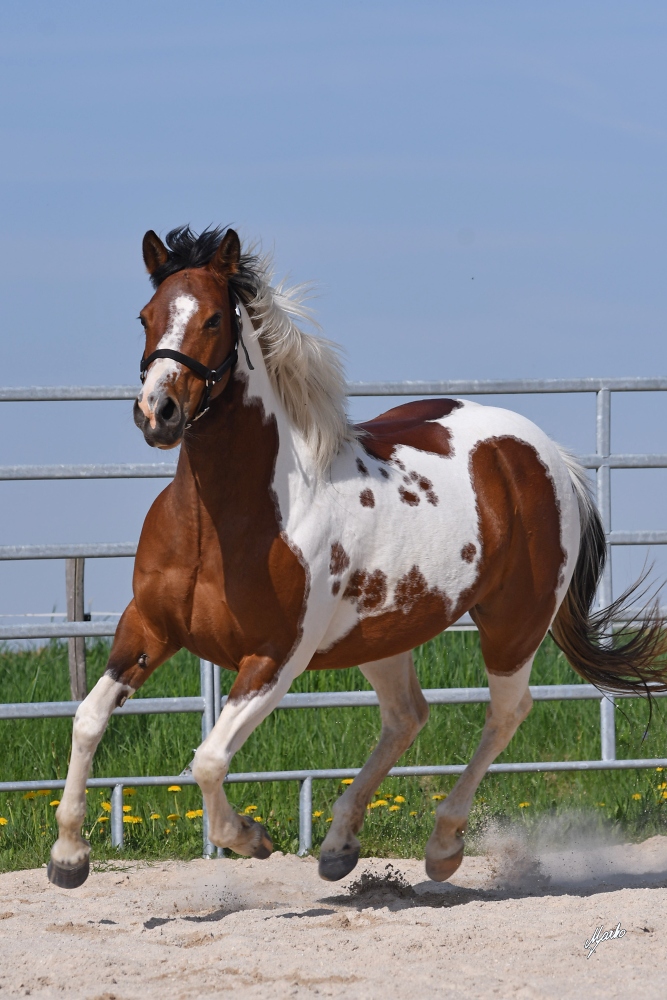 American Paint Horse