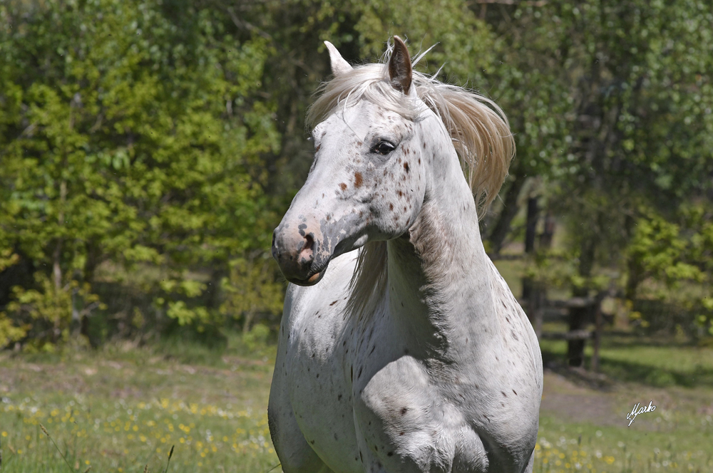 Appaloosa