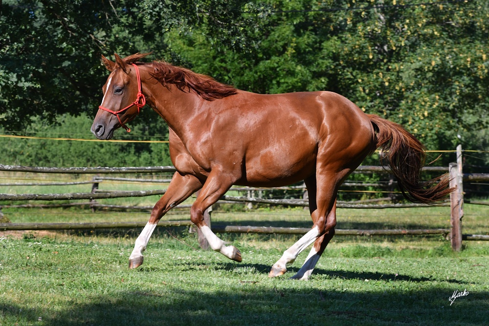 American Quarter Horse