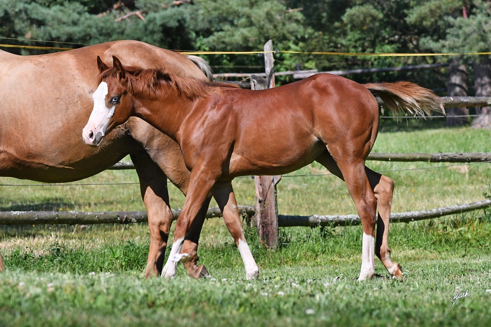 American Quarter Horse