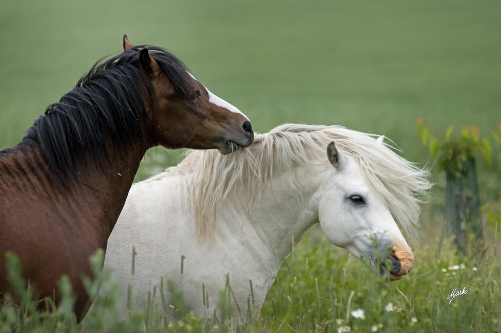 Welsh mountain pony