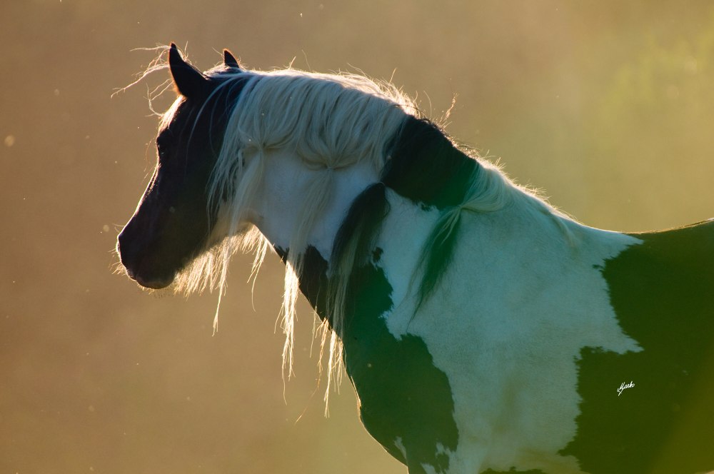 Irish cob