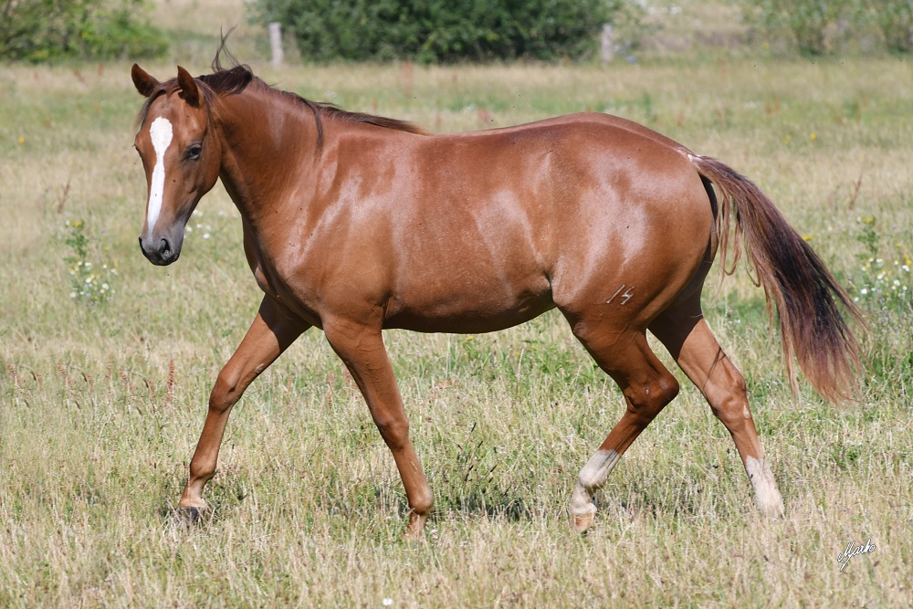 American Quarter Horse