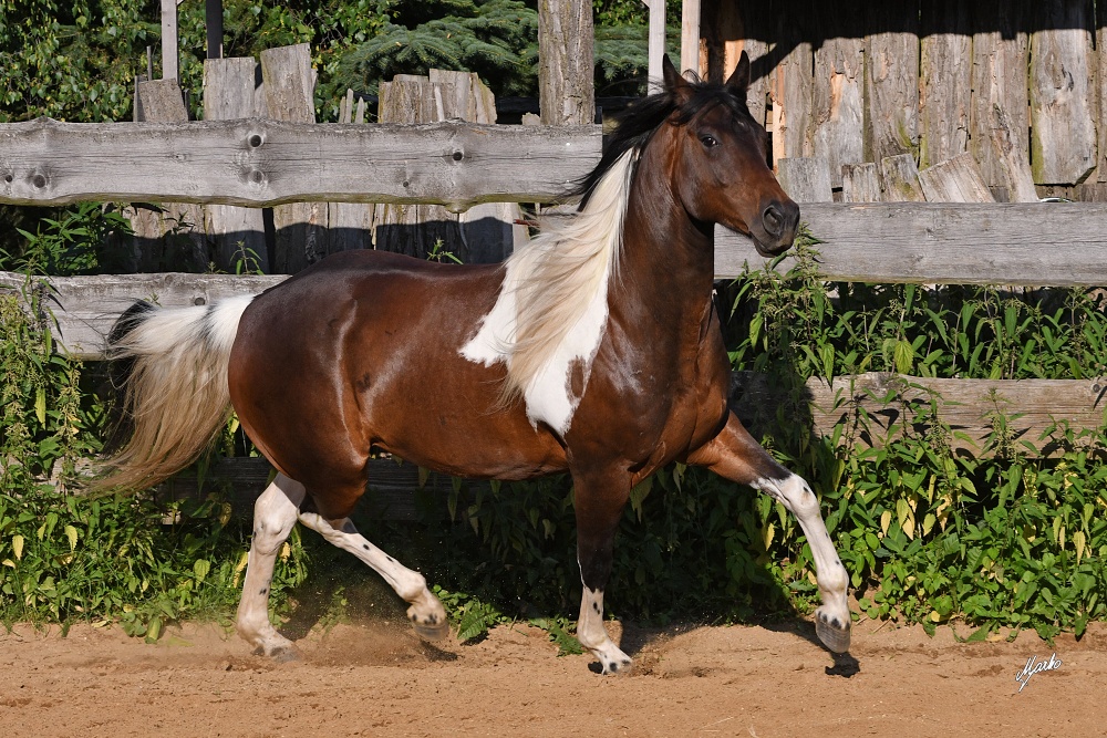 American Paint Horse