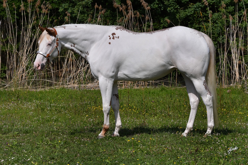 American Paint Horse