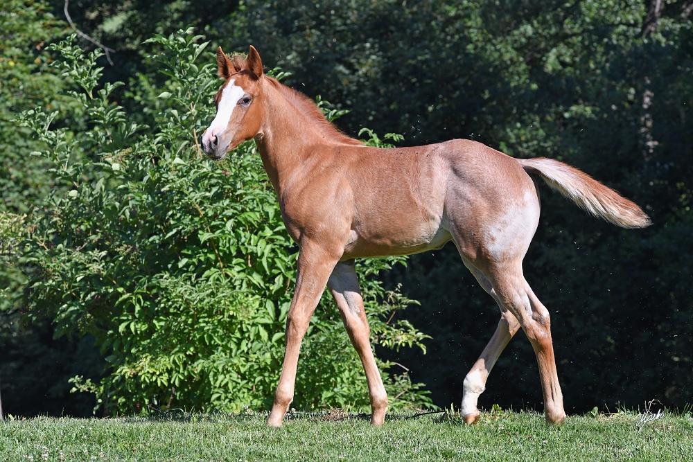 American Quarter Horse