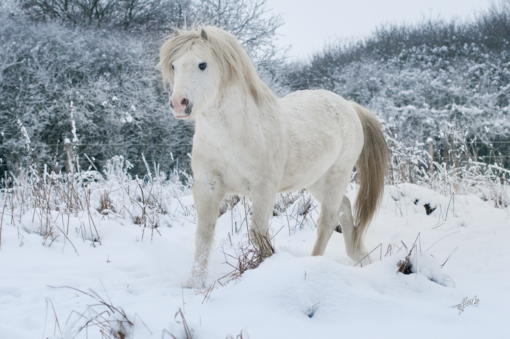 welsh mountain pony