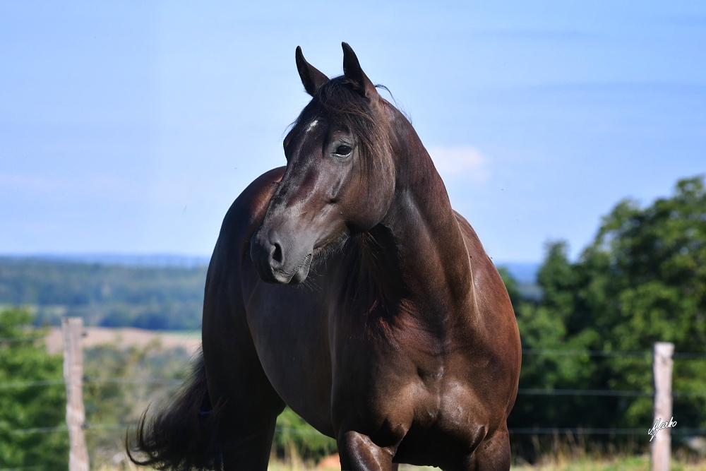 American Quarter Horse