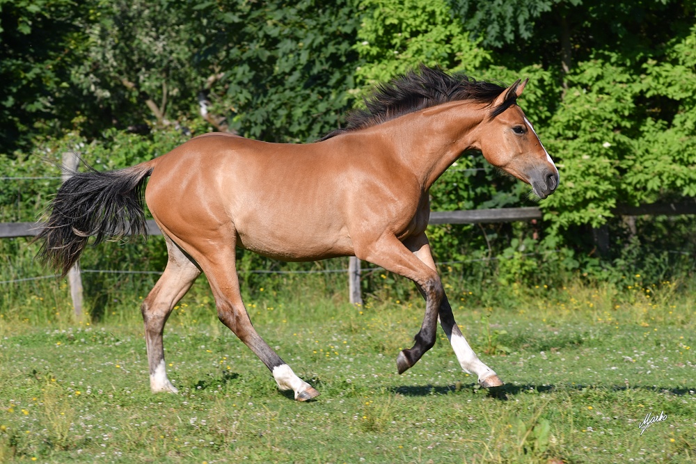 American Quarter Horse