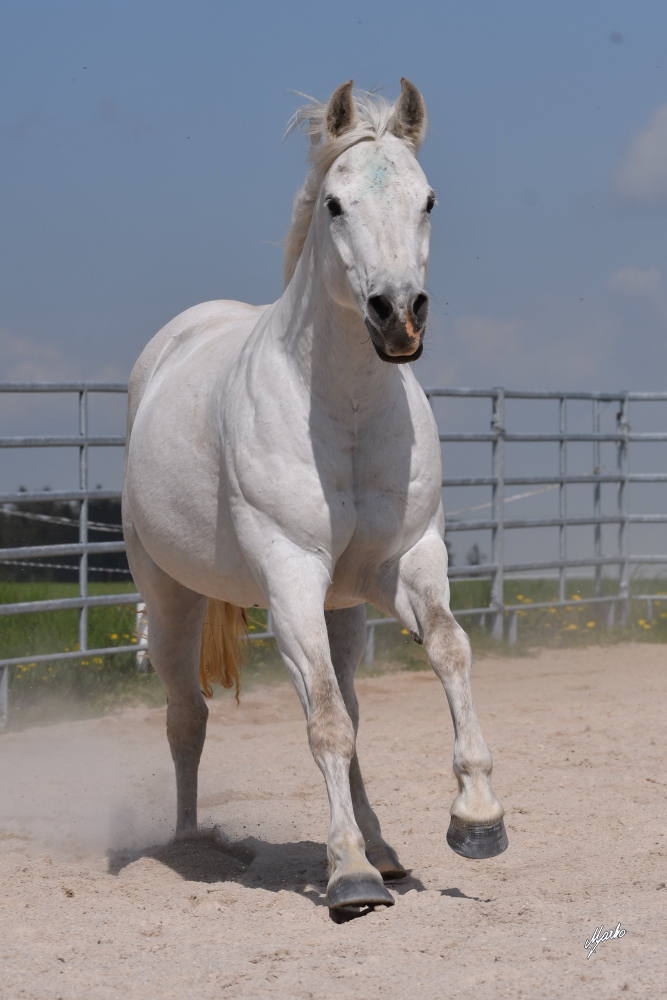 American Quarter Horse