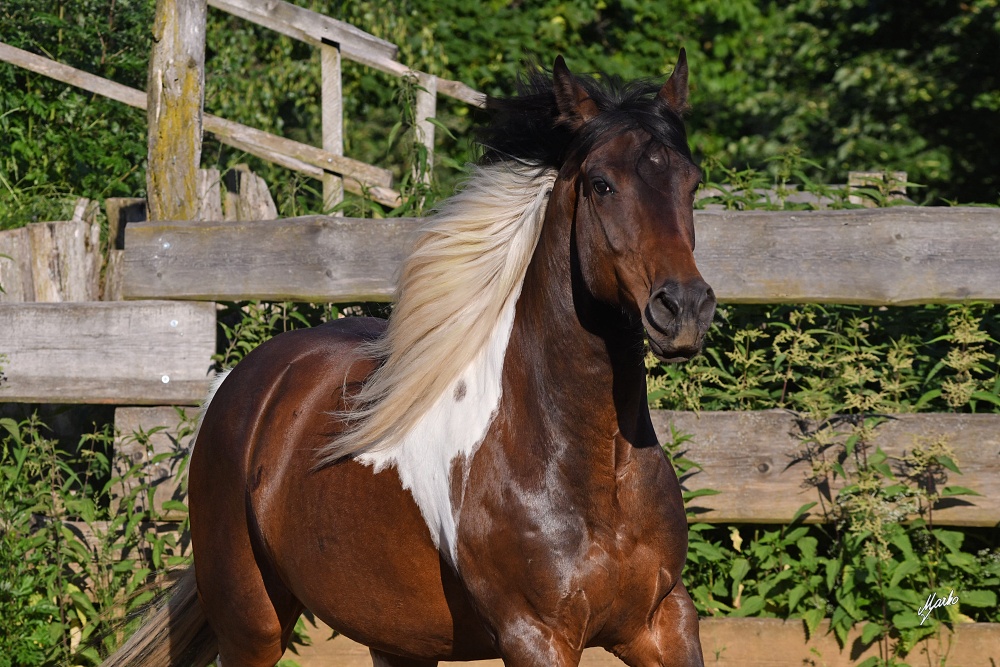 American Paint Horse