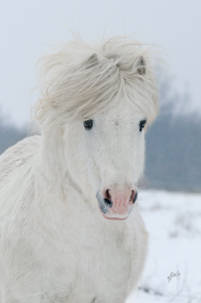 welsh mountain pony