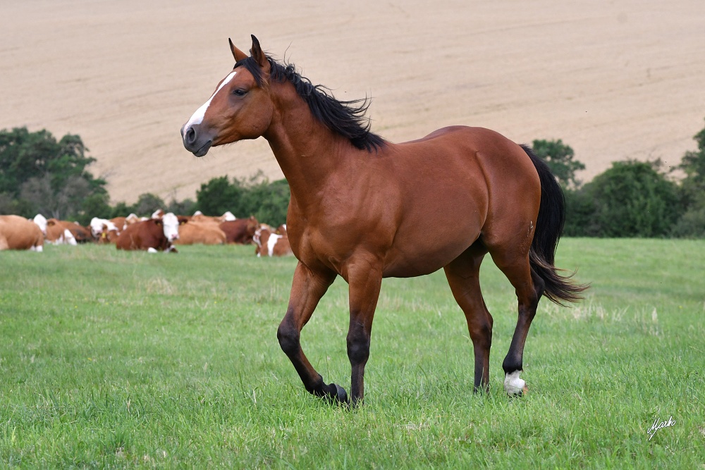 American Quarter Horse