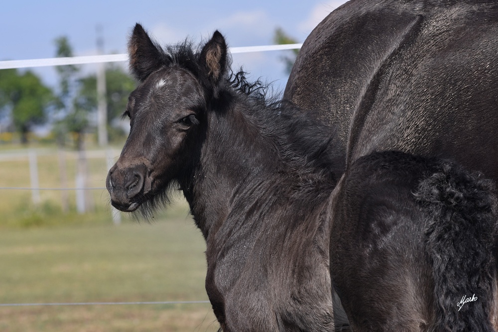 Fell pony