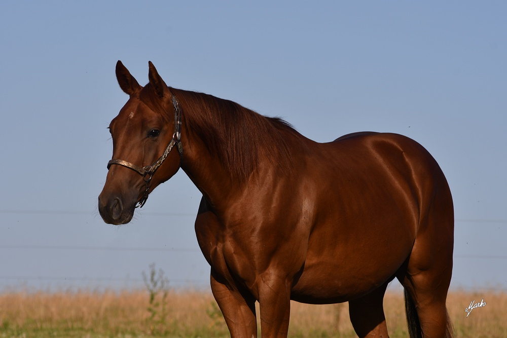 American Quarter Horse